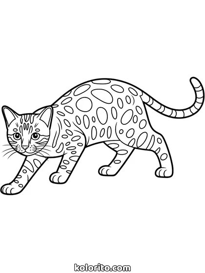 Bengaal kat kleurplaat: een gespikkelde bengaalkat sluipt laag over de grond